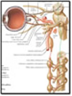 Thumbnail of Autonomics to the Eye